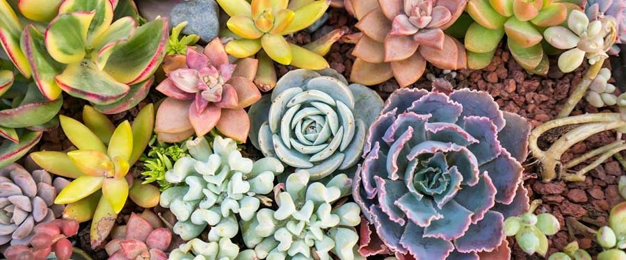 Succulents  Hazelton's Gift Baskets Delivery