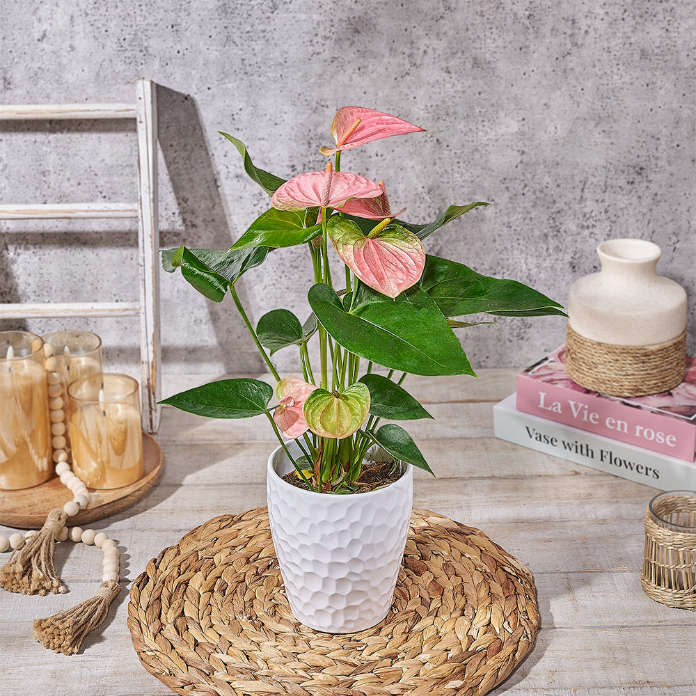 Deluxe Pink Anthurium Potted Plant – how the gift is presented