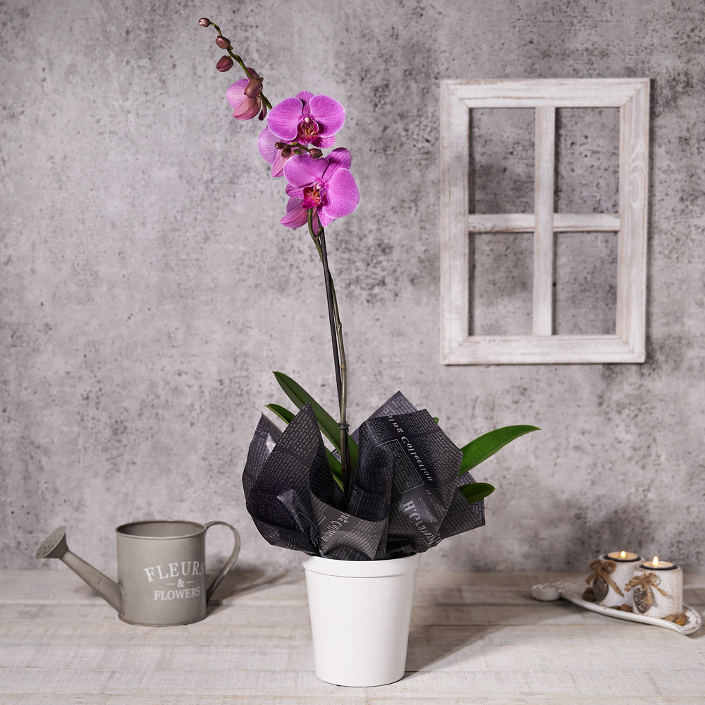 Purple Orchid Potted Plant – how the gift is presented