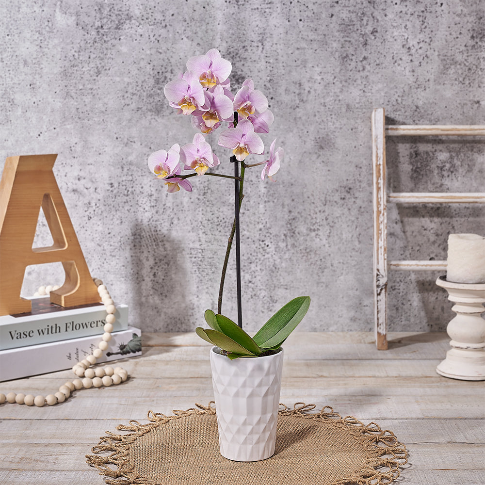 Pink Phalaenopsis Orchid with Modern White Planter – how the gift is presented