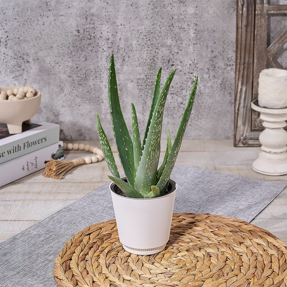 4-Inch White Pot Aloe Vera – how the gift is presented