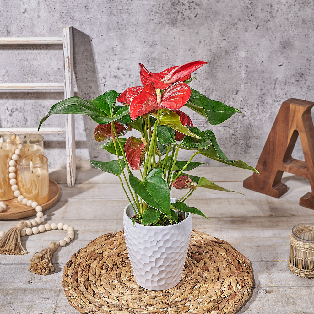anthurium rugosum Ruby Red Potted Anthurium – Hazelton's Gift Baskets Delivery