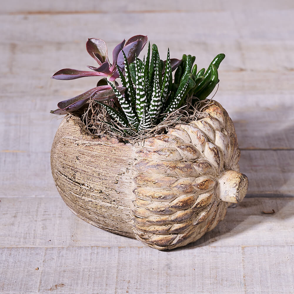 Holiday Succulent Plant – how the gift is presented