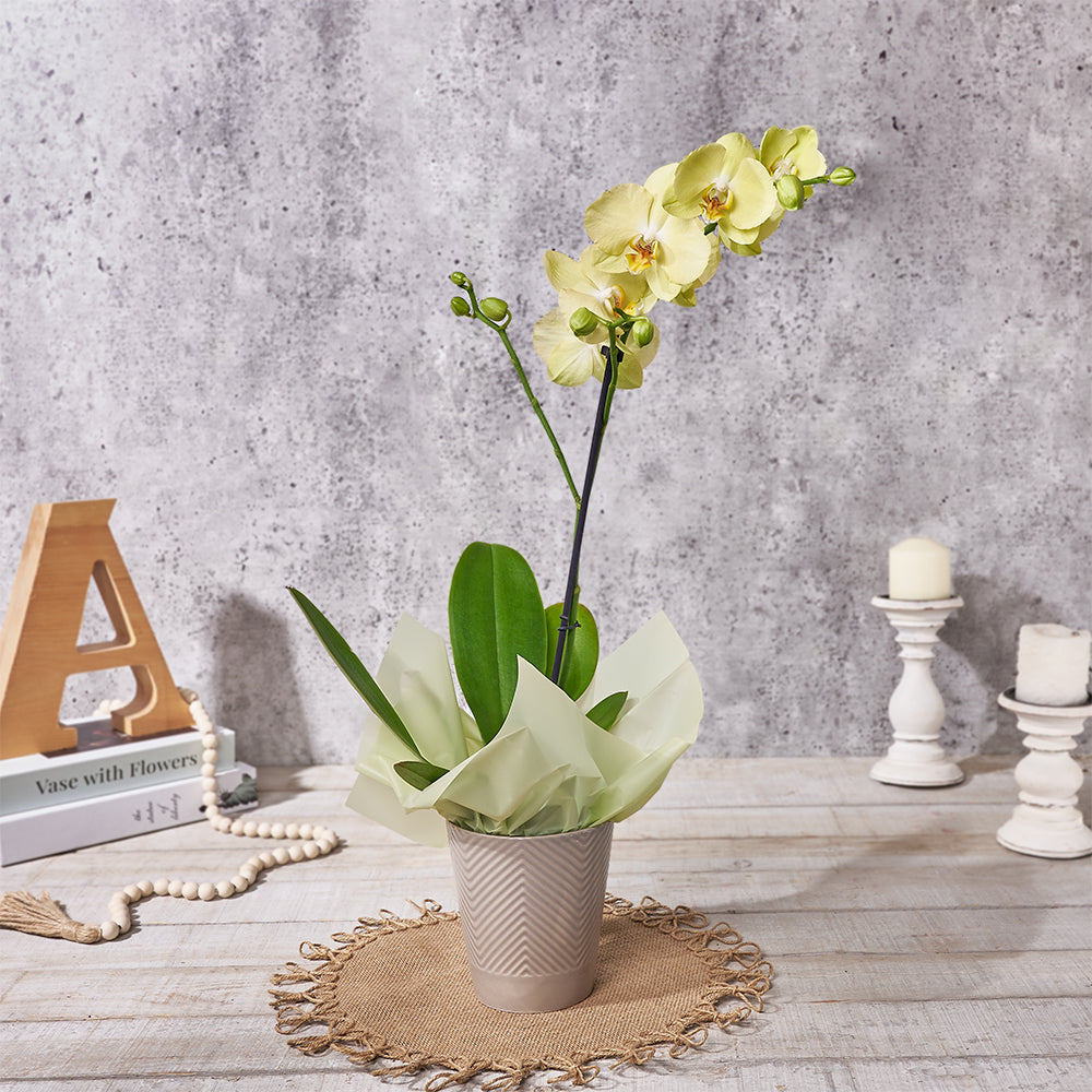 Yellow Orchid Gift, plant gift, plant, orchid gift, orchid,