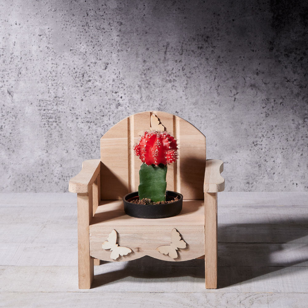 Desert-Ready Potted Cactus in Chair Planter – how the gift is presented