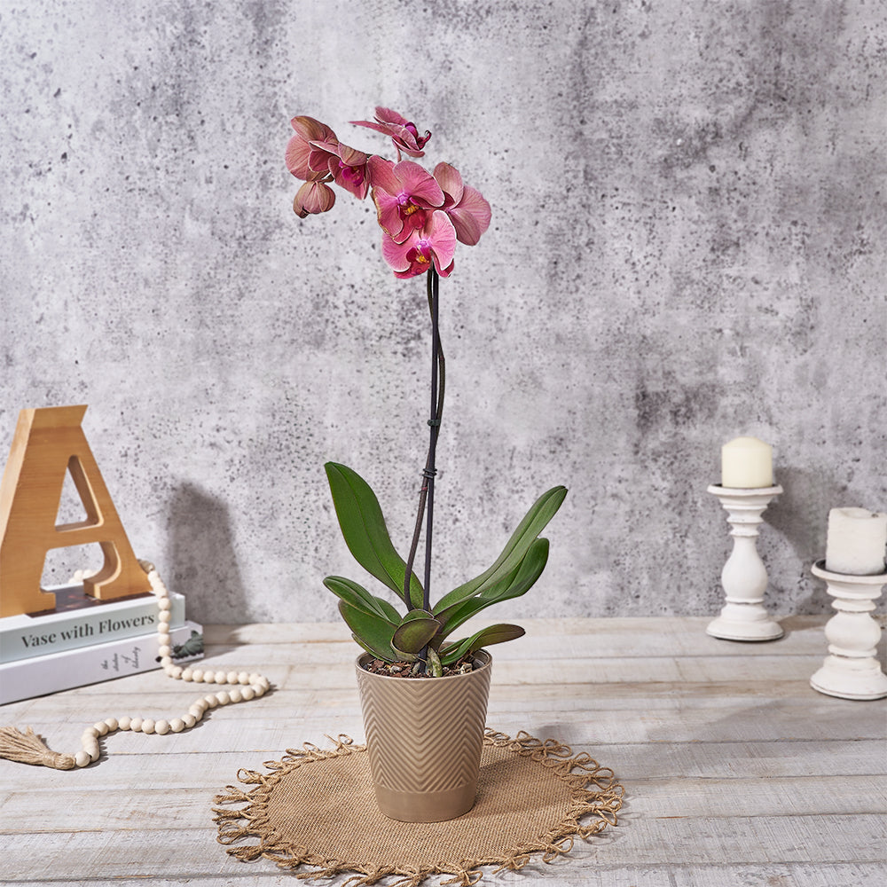 Elegant Pink Phalaenopsis Orchid Potted Plant – how the gift is presented