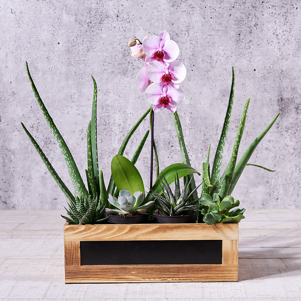 Orchid with Aloe Vera Box – how the gift is presented