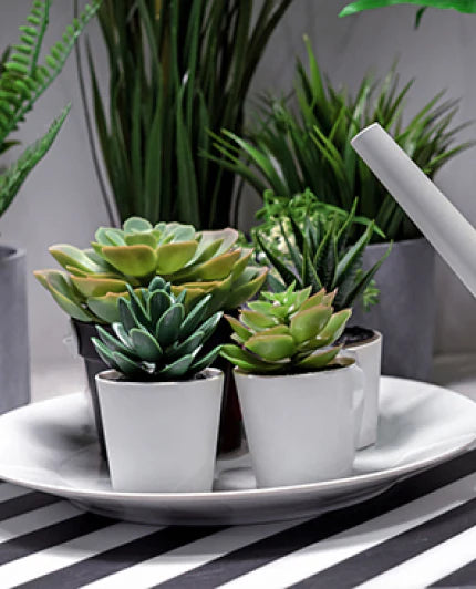 SUCCULENT DELIVERY